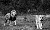 Ein männlicher Löwe und eine Löwin, Panthera leo, gemeinsam schreitend, in schwarz-weiß.
