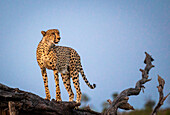 Gepard, Acinonyx jubatus, stehend auf einem umgestürzten Baum.