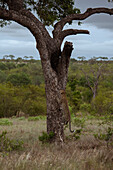 Ein männlicher Leopard, Panthera pardus, klettert auf einen Baum.