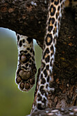 Eine Nahaufnahme einer Leopardenpfote, Panthera pardus.