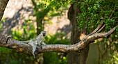 A vervet monkey, Chlorocebus pygerythrus, sitting on a branch. 