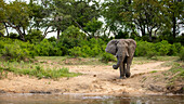 Ein Elefant, Loxodonta africana, geht auf einen Fluss zu.