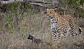 Ein Leopard, Panthera pardus, schreitet durch langes Gras.