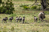 Warzenschweinferkel, Phacochoerus africanus, die gemeinsam durch kurzes Gras laufen. 