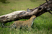 Ein Leopard, Panthera pardus, bei der Duftmarkierung auf einem Baum.