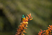 Ein Halsband-Nektarvogel, Hedydipna collaris, auf einer Aloe-Blüte sitzend.