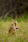 Ein Leopard, Panthera pardus, gähnt, im langen Gras.