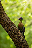 Ein Purple Crested Turaco, Gallirex porphyreolophus, auf einem Ast.