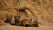 Drei Hyänenjunge, Hyaenidae, in ihrem Bau.