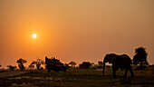 Silhouette of an elephant, Loxodonta africana, at sunset, an orange glow in the sky. 
