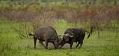 Two buffalo fighting, Syncerus caffer.