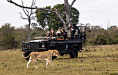 Eine Löwin, Panthera leo, läuft vor einem Safarifahrzeug.