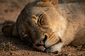 Eine Nahaufnahme einer Löwin, Panthera leo, beim Schlafen.