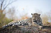Ein männlicher Leopard, Panthera pardus, liegt auf einem Erdhügel.