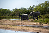 Eine Elefantenherde, Loxodonta africana, trinkt aus einem Fluss.