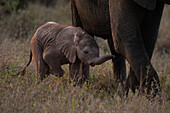 A baby elephant, Loxodonta africana, walking next to its mothers legs. 