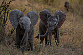 Two baby elephants, Loxodonta africana, walking together in long grass. 