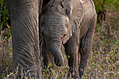 A baby elephant, Loxodonta africana, walking next to its mothers leg. 