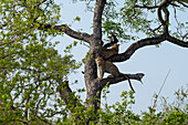Two leopards, Panthera pardus, in a Marula tree. 