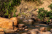 Ein Leopard, Panthera pardus, springt über einen Fluss.