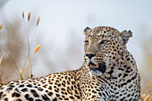 A close-up of a leopard, Panthera pardus, looking to the side.  