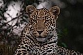 Eine Nahaufnahme eines Leoparden, Panthera pardus.