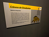 Ein Informationsschild auf Spanisch über Cynodonten oder Vorsäugetiere im Museum des Ischigualasto Provincial Park in Argentinien.