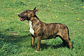 Englischer Bullterrier, Hund stehend auf Gras