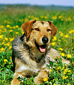 Dog laying on Blooming Dandelions