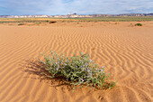 Purple Sage or Frosted Mint, Poliomintha incana, in bloom in the San Rafael Desert near Hanksville, Utah. Temple Mountain rises in the distance.