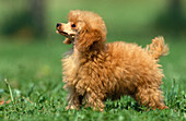 ABRICOT TOY POODLE, MALE STANDING ON GRASS