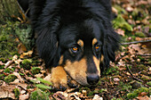 Ausruhender Tibetischer Mastiff-Hund