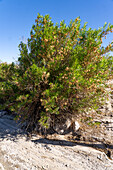 Chilca oder Mulefat, Baccharis salicifolia, ein Strauch im Ischigualasto Provincial Park, San Juan Provinz, Argentinien.