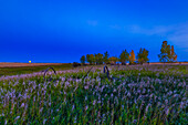 The rising of the almost Full Moon (1 day before full) on September 12, 2019, taken from home in a quick shot, looking over the old rake I often use for a foreground prop. The dark blue in the sky near the horizon is the shadow of the Earth rising.