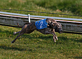 Greyhound Hund läuft, Rennen auf der Rennbahn