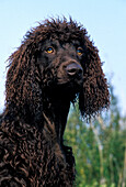 Irish Water Spaniel Hund, Portrait eines Erwachsenen