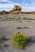 Palmers Bienenpflanze, Cleomella palmeriana, blüht in der Caineville-Wüste in der Nähe von Factory Butte, Hanksville, Utah.