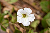 Große Weiße Petunie, Petunia axillaris ssp. subandina, in Blüte im Shimpa Canyon im Talampaya National Park in Argentinien.
