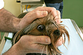 Yorkshire Terrier with a Veterinary