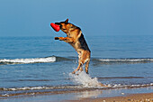 Deutscher Schäferhund, Rüde fängt Frisbee, Strand in der Normandie