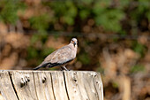 Eine Schwarzflügeltaube, Metriopelia melanoptera, sitzt auf einem Baumstumpf im El Leoncito National Park in Argentinien.