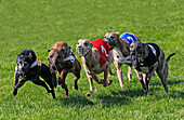 Whippet Dogs running, Racing at Track