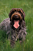 KORTHAL DOG OR WIRE-HAIRED GRIFFON, ADULT WITH TONGUE OUT