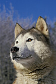 SIBERIAN HUSKY, PORTRAIT EINES ERWACHSENEN