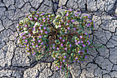 Niederes Skorpionkraut oder Intermountain Scorpionweed blüht in rissigem Blue Gate Shale. Caineville-Wüste, Hanksville, Utah.