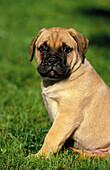 Bullmastiff Hund, Welpe sitzt auf Gras