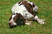 Französischer Spaniel Hund schlafend auf Gras