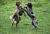 PONT AUDEMER SPANIEL, DOGS PLAYING ON GRASS