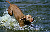 Weimar Pointer Dog playing in Water