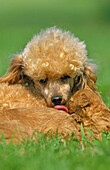 Apricot Standard Poodle, Mother Licking Pup